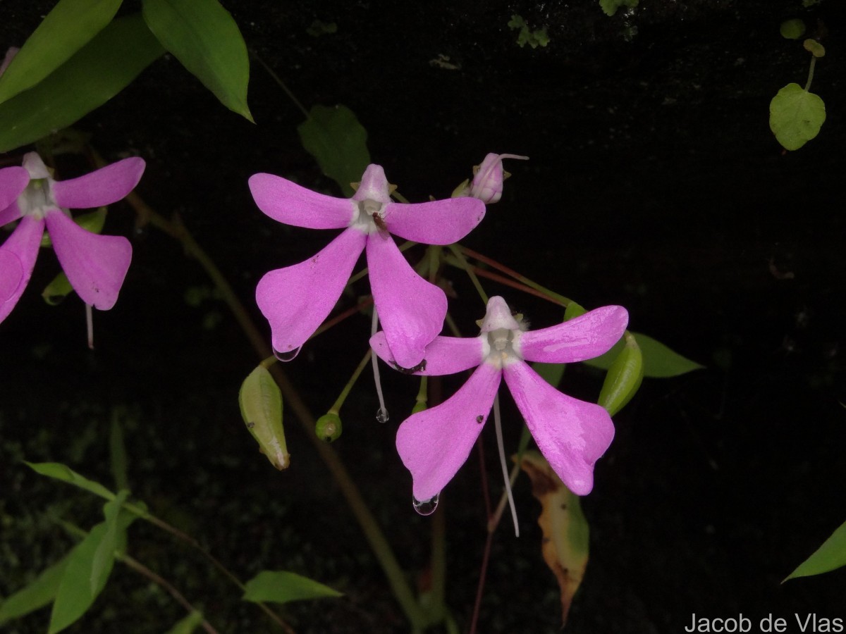Impatiens acaulis Arn.